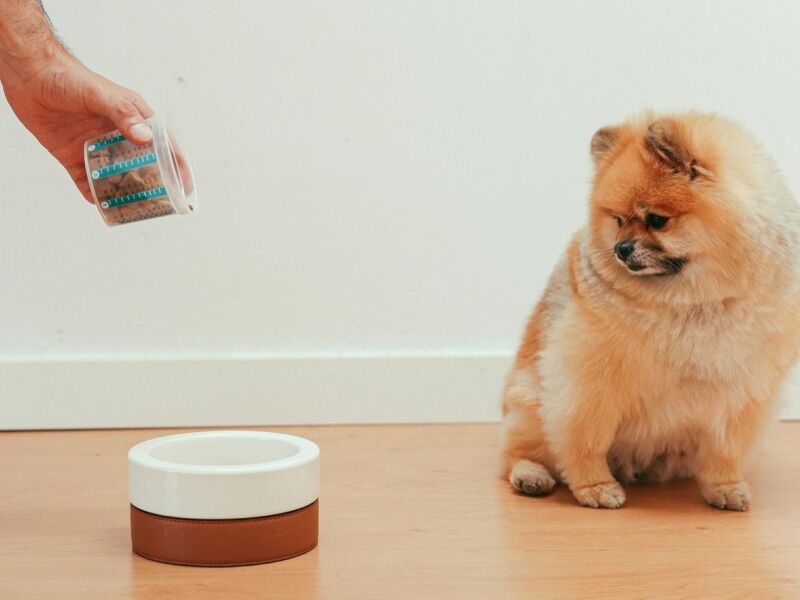 Pet com apetite seletivo? Como lidar?