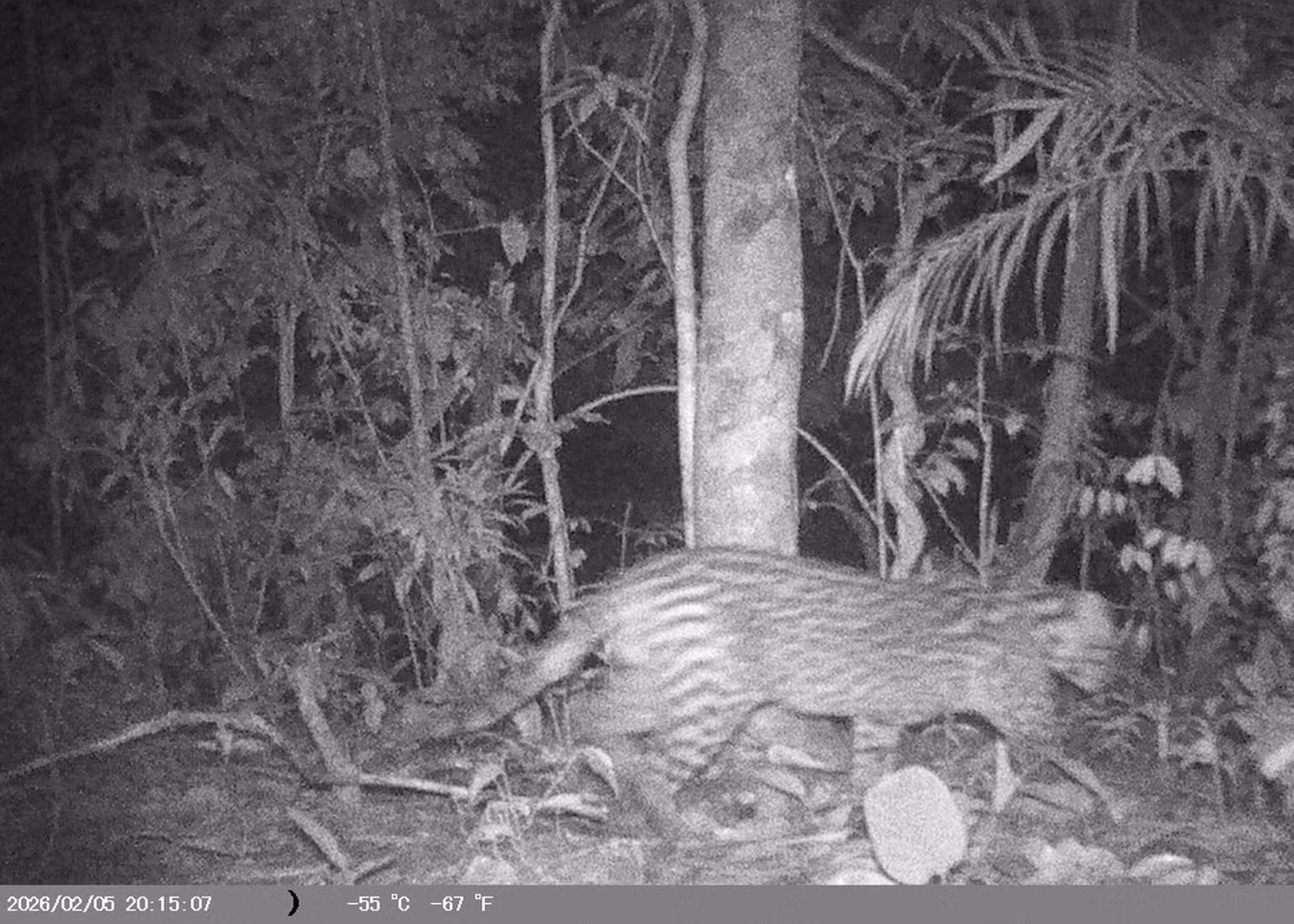 Onça-parda, tamanduá e irara são registradas por câmeras em Barra do Piraí
