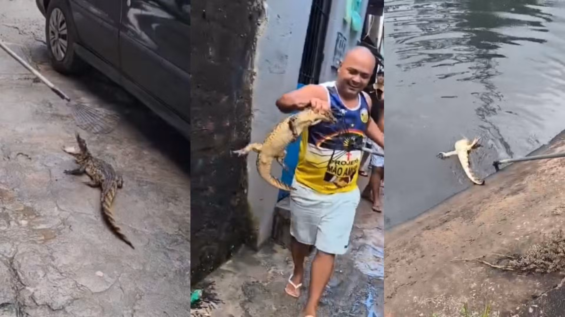 ‘Domador de jacarés’ ganha fama no Recife ao capturar animais que chegam a invadir casas; VÍDEO