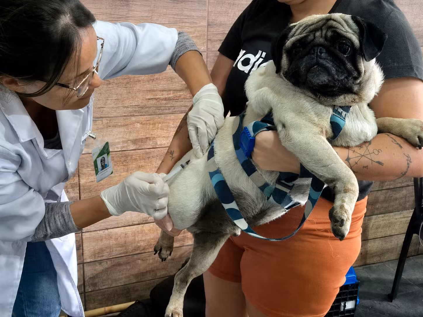 Paty do Alferes promove vacinação antirrábica gratuita para cães e gatos