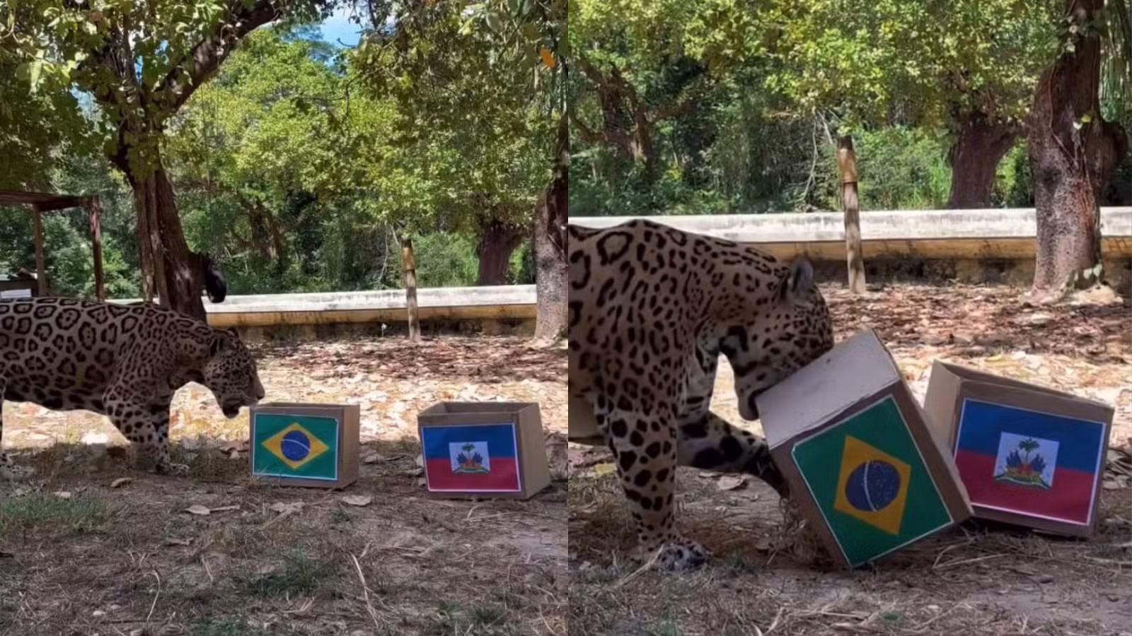 Onça-pintada do Zoobotânico de Teresina 'prevê' vitória do Brasil contra o Haiti; veja vídeo
